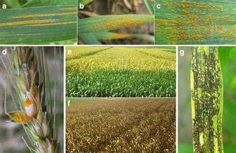 Symptoms And Signs Of Wheat Stripe Rust A Uredinia In Stripes On A