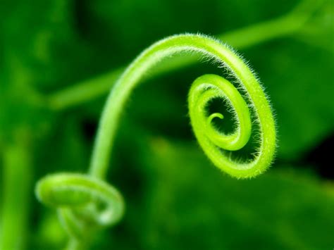 Wallpaper Nature Plants Spiral Green Dew Leaf Flower Flora