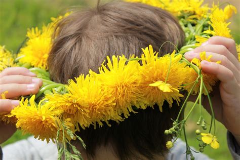 Tarassaco Pianta Per Migliorare La Salute Della Pelle Inherba Il