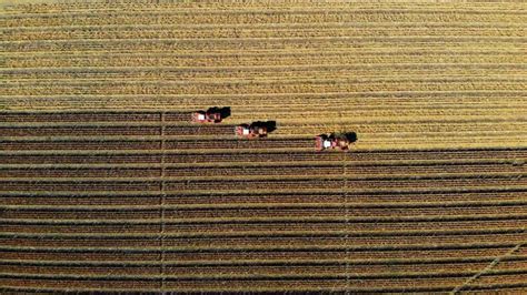 Aerial Top View Three Big Red Combine Harvester Machines Harvesting