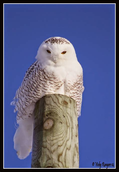 La faune et la flore du Québec en photos: Harfang des neiges, Bubo ...