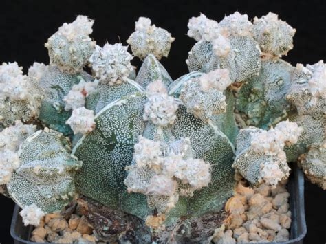 Cactofili Forum Di Cactus E Succulente Leggi Argomento