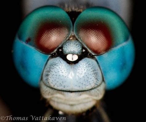 Blue Dragonfly Head Close-up View