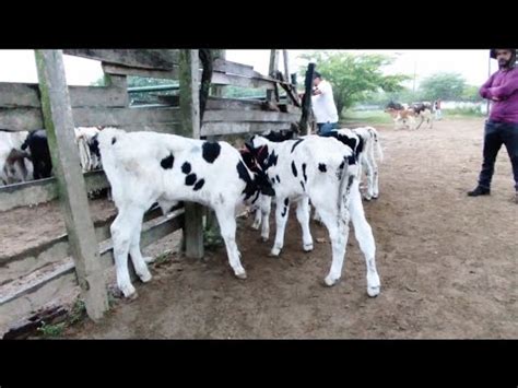 Feira Do Gado De Caruaru Pe Ter A Bezerrada A Partir De R