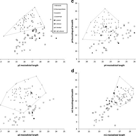 Bivariate Plots Of Buccolingual Breadth Vs Mesiodistal Length In The