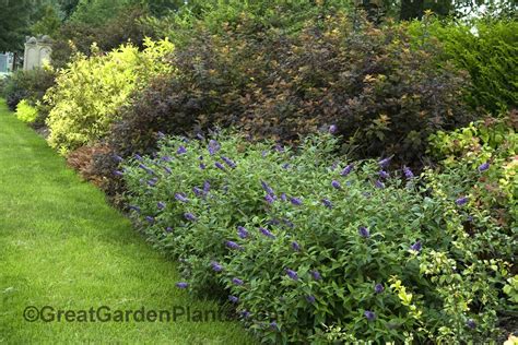 Evergreen Flowering Border Plants - Thuem Garden Plant