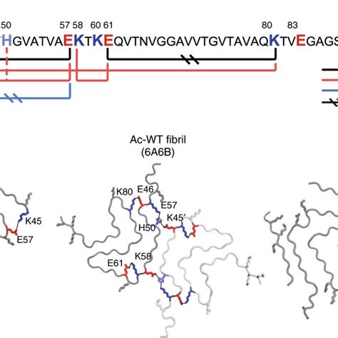 Electrostatic Interactions In α Syn Fibril Polymorphs Primary Sequence