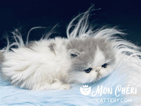 Lilac Van Bicolor Exotic Longhair Kitten Honey Pop Persian Kitten For