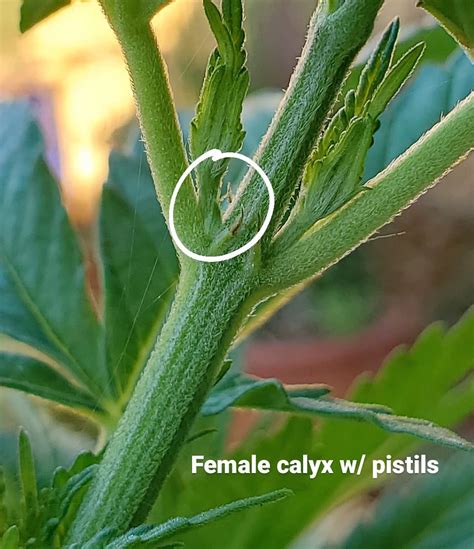 Female Calyx Stages