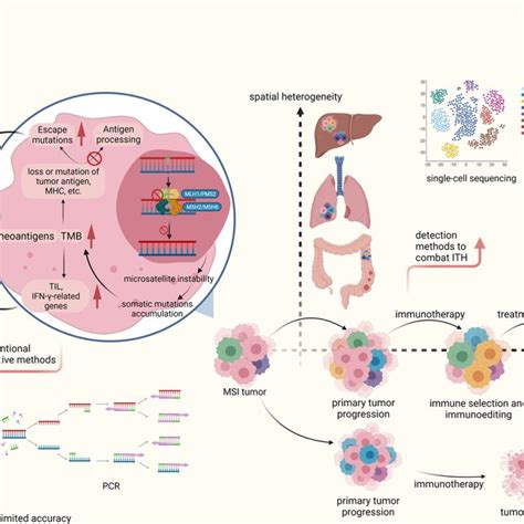 Progression Of Msi Tumor In Dmmr Tumors Dysfunction In Mismatch