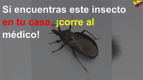 Si Encuentras Este Insecto En Tu Casa Corre Al M Dico Youtube