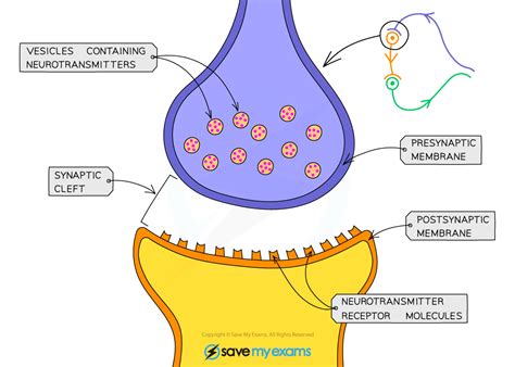 Ib Dp Biology Hl复习笔记653 Synapses 翰林国际教育