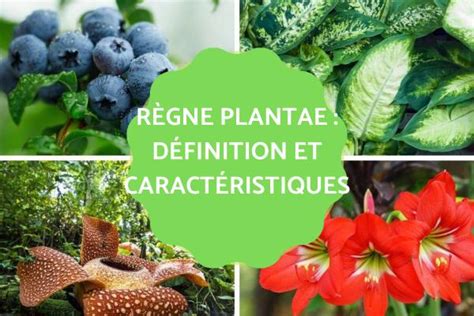 R Gne Plantae D Finition Caract Ristiques Classification Et Exemples