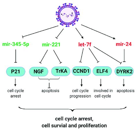 Schematic Diagram Of The Respiratory Syncytial Virus Rsv Mediated