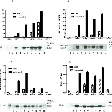 Her2 Her3 Heterodimer Phospho Her3 Her3 Pi3k Phospho Akt Analysis Of