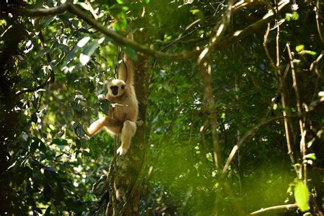 Wildlife in Thailand - Guide to the Thai Native Species & National Parks