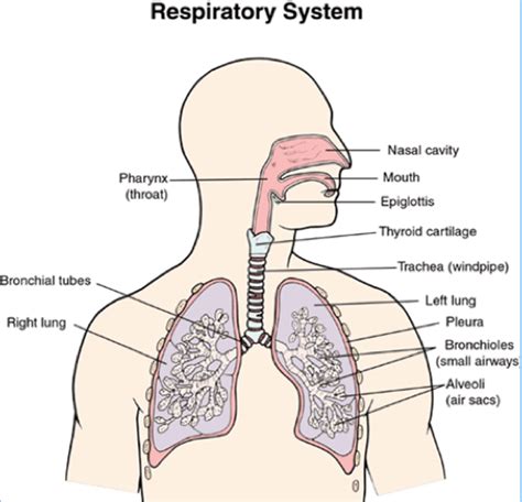 The Respiratory System Diagram Quizlet