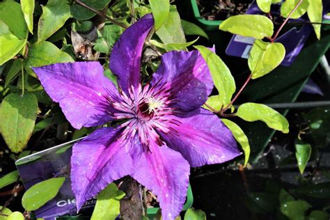 Evison Clematis Waldrebe Boulevard® Edda Tm Luberade