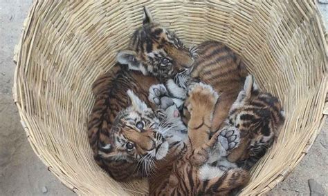 Four tiger cubs traced at Pedda Gummadapuram