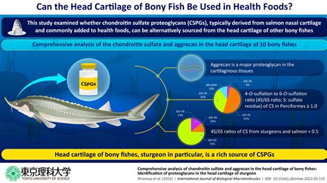 Fishing For New Source Of Proteoglycans An Important Health Food