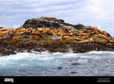 The California Sea Lion Is A Coastal Eared Seal Native To Western North