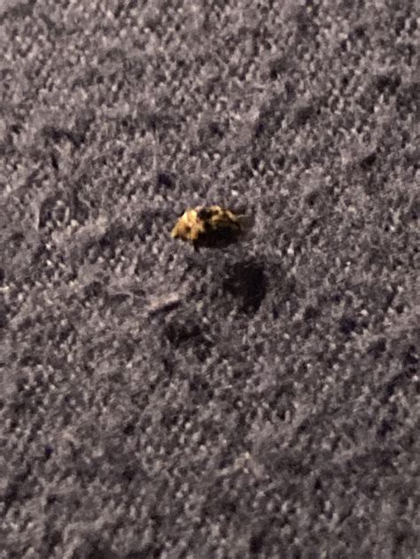 crawling  bed    rbugidentification