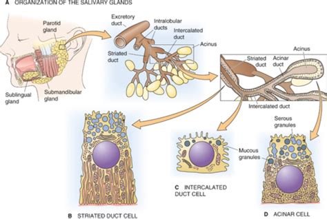 Cephalic Oral Esophageal Phases Of Response To A Meal Flashcards