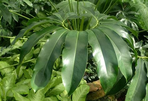 Philodendron Mccolley S Finale Care Propagation Guide