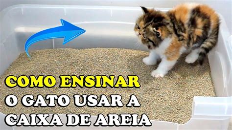 Como Ensinar Seu Gato A Usar A Caixa De Areia