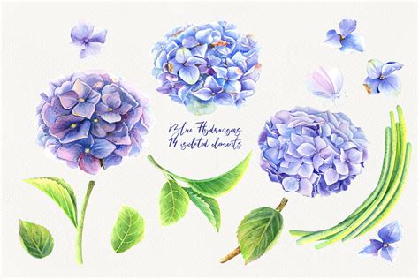 Watercolor Blue Hydrangeas Clip Art By Evgeniia Bergmann Thehungryjpeg