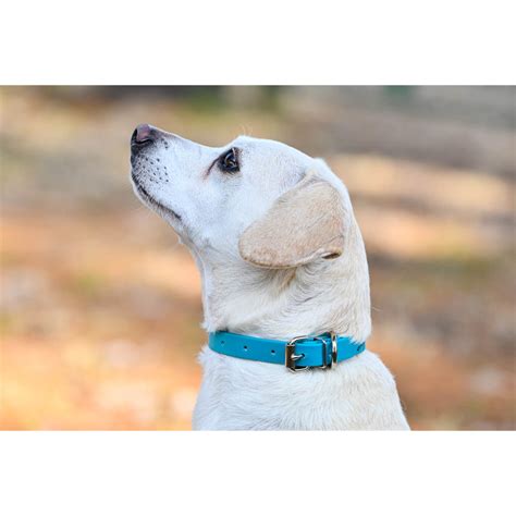 Dog Collar Made From Beta Biothane Solid Colored