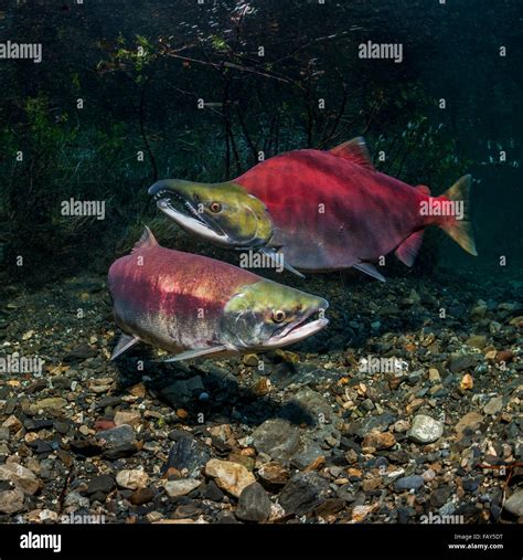 Sockeye Salmon Oncorhynchus Nerka Spawning Pair Positioned Over A