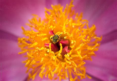 Bee Inside A Peony Flower By Stocksy Contributor Brandon Alms Stocksy