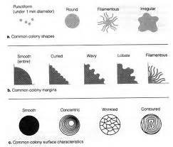 Bacterial Colony Morphology Chart