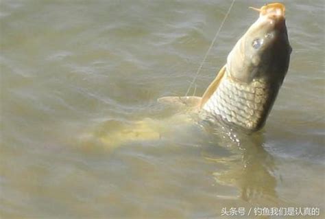 釣鯉魚應該注意的細節 每日頭條