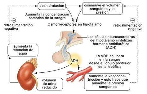 Retroalimentaci N Medicine Facebook