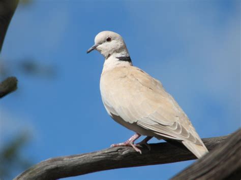 Trevor's Twitchings of Australian Birds: Barbary Dove