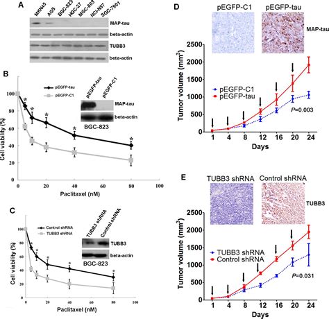 Combination Of Microtubule Associated Protein Tau And β Tubulin Iii