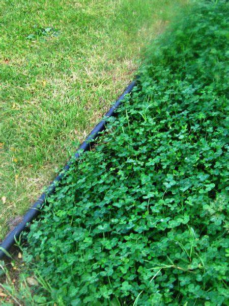 Lawn alternatives...Clover wins! | Lawn alternatives, Hardscape, Lawn ...