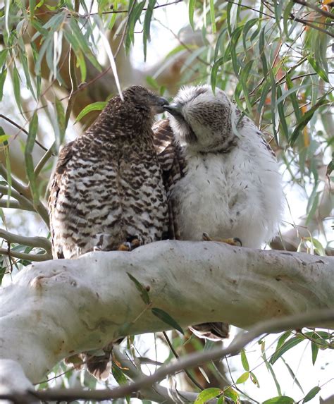 Nocturnal Birds | BIRDS in BACKYARDS