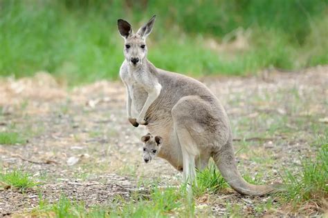 Origin And Evolution Of Marsupials (Very Interesting Read) - Cool Wood ...