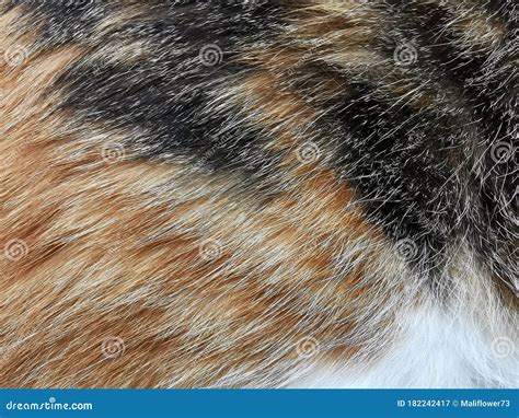 Cat Fur Texture Background Calico Or Tortoiseshell Cat Fur Background