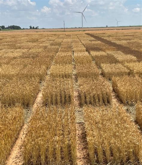 Wheat Variety Grain Picks For Texas 2021 2022 Texas Row Crops