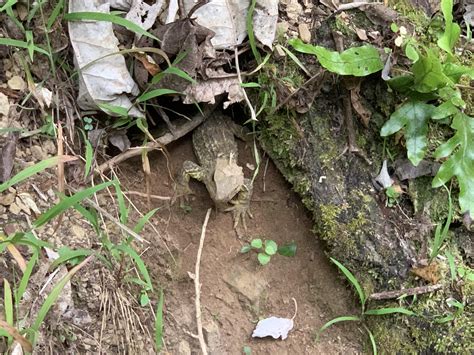 A Tuatara. Only found in New Zealand. : r/herpetology