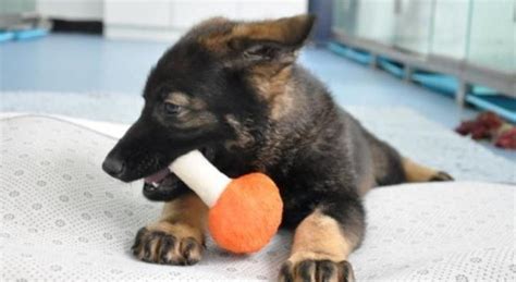 Kunxun Il Primo Cane Poliziotto Clonato Addestramento Ultrarapido