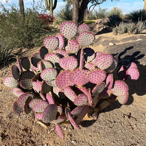 Santa Rita Prickly Pear | The Cactus Outlet | Reviews on Judge.me