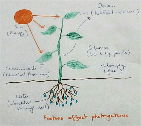 Factors Affecting Photosynthesis |Hydrolysis of Water|Sources of Water