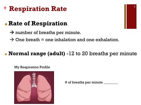 Ppt Respiration Powerpoint Presentation Free Download Id3000983