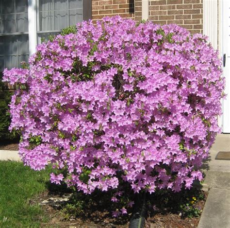 Purple Azalea Bush A Photo On Flickriver