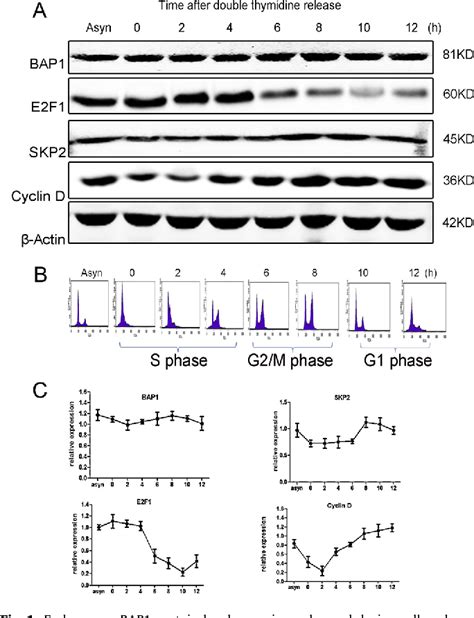 Figure 3 From Bap1 Regulates Cell Cycle Progression Through E2f1 Target Genes And Mediates